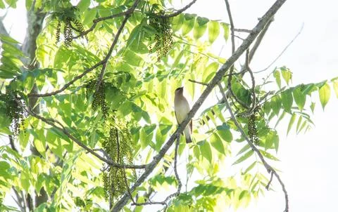 Cedar waxwing perched in a tree Stock Photos