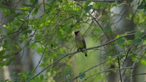 Cedar Waxwing perched on tree then flies away. Stock-Footage 157834957