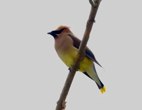 Cedar waxwing Stock Photos