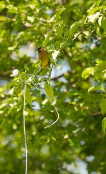 Cedar Waxwing. Stock Photos