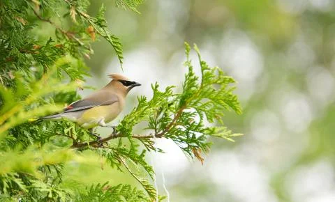 Cedar waxwing. Stock-Fotos