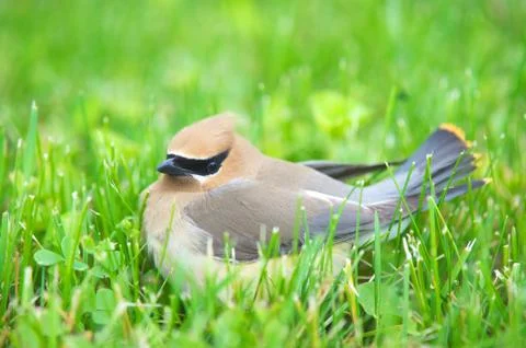 Cedar Waxwing. Stock Photos