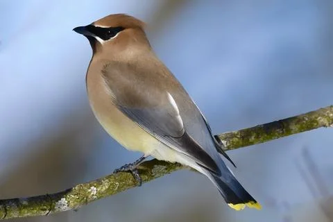 Cedar Waxwing Stock Photos