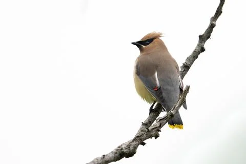 Cedar Waxwing Stock Photos