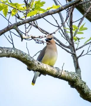 Cedar Waxwing Stock Photos
