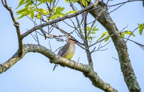 Cedar Waxwing Stockfoto's