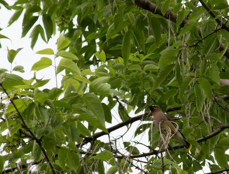 Cedar waxwing Stock Photos