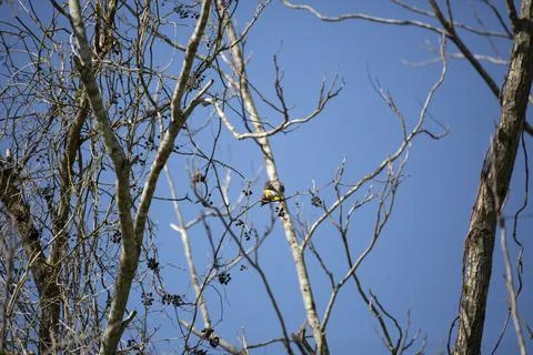 Cedar Waxwing Sharpening Beak Stock Photos