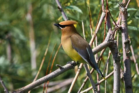 A Cedar Waxwing sitting in a tree Stock Photos