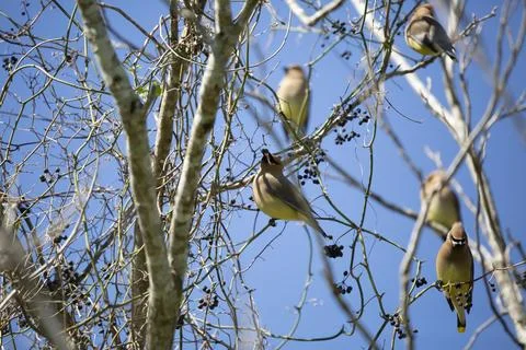 Cedar Waxwing Snacking Stock Photos