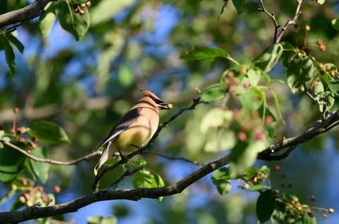 Cedar waxwing in a tree 스톡 사진