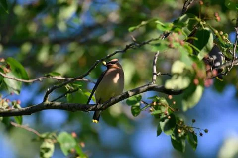 Cedar waxwing in a tree Fotos de archivo