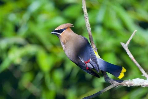 Cedar waxwing in tree Foto stock