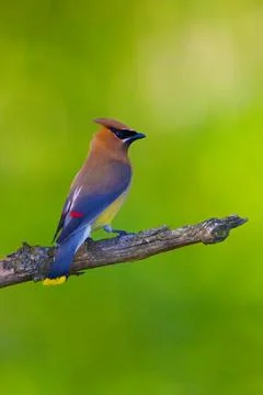 Cedar waxwing in tree Foto stock