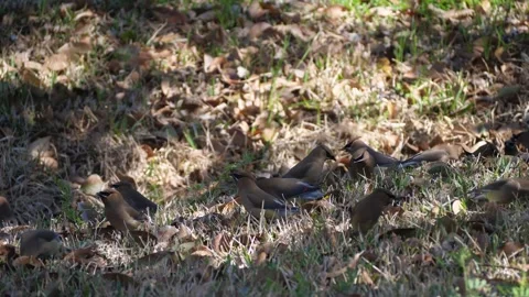 Cedar waxwings eating elderberries in grass, 60p Stock Footage 150114744