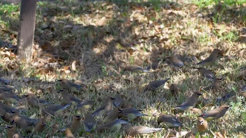Cedar waxwings eating elderberries off of the ground Stock Footage 150112925