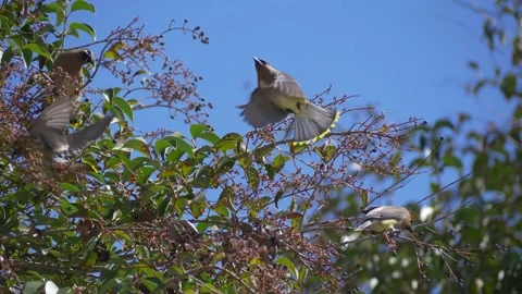 Cedar Waxwings in elderberry tree Video stock 150111264