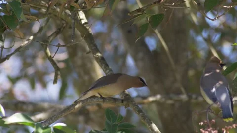 Cedar waxwings, elderberry tree Stock Footage 150114684