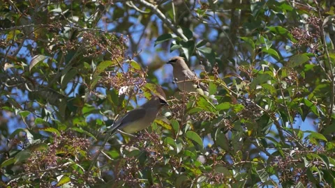 Cedar waxwings flying from elderberry tree Video stock 150112471