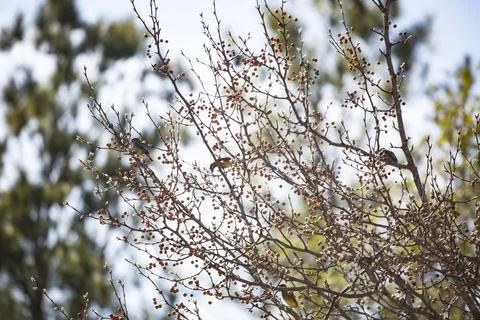 Cedar Waxwings Foraging Stock Photos