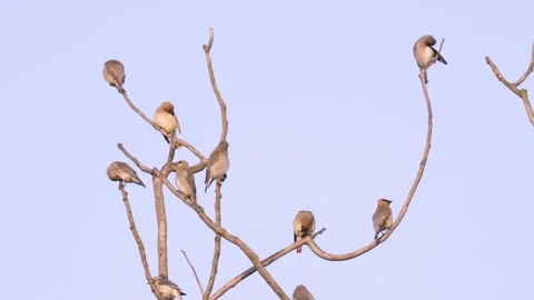 Cedar Waxwings perch and preen in treetop branches Stockbeeldmateriaal 260153919