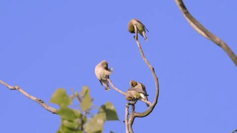 Cedar Waxwings perch and preen in treetop branches Stockbeeldmateriaal 260153993