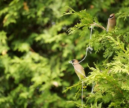 Cedar waxwings, Stock Photos