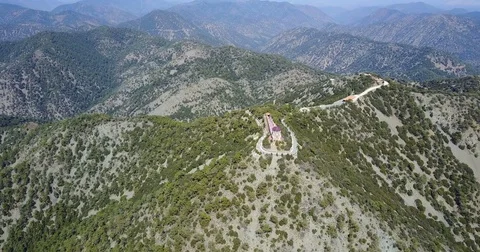 Cedar wood. Pine nuts Stock Footage 76752652