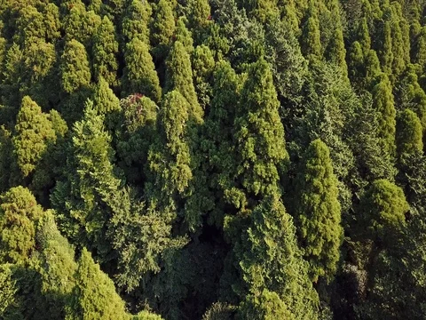 Cedar woods Stock Footage 80075361