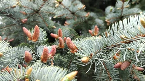 Cedar's cone shaped flowers Stock Footage 257961284
