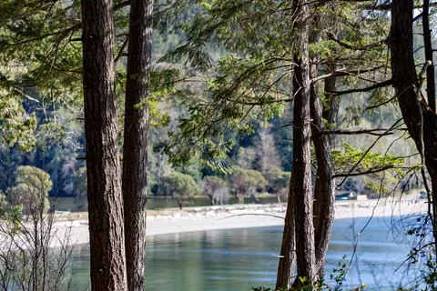Cedars on forest cliff overlooking a beach Stock Photos