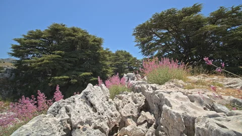 Cedars Forest Stock Footage 143238394