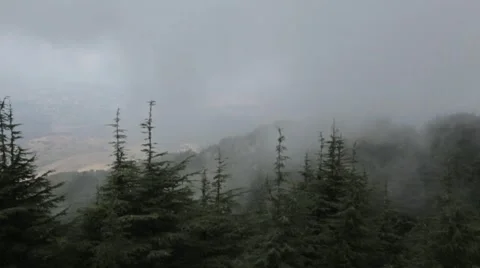Cedars Of Lebanon In The Middle East With Light Fog Stock Footage 50065012
