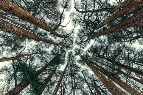 Cedars trees forest background Stock Photos