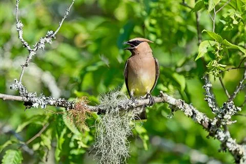 CedarWaxwing Stock Photos