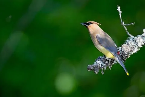 CedarWaxwing2 Stock Photos
