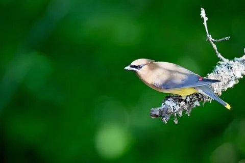 CedarWaxwing3 Stock Photos