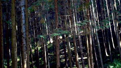 Ceder Forest Stock Footage 144425251