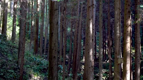 Ceder Forest Stock Footage 144425277