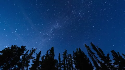 Cederberg Trees Astro Time-lapse Stock Footage 282050603