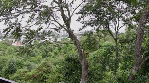 Cedrela odorata, commonly called American cedar Stock Footage 276426635