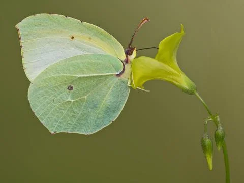 Cedronella Stock-Fotos