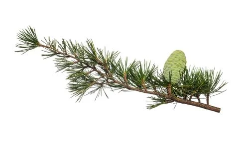 Cedrus deodara Stock Photos