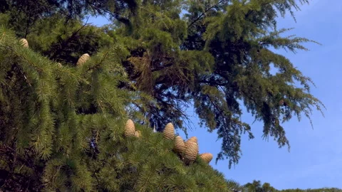 Cedrus libani 4K Stock Footage 291801969