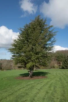 Cedrus libani (Cedar of Lebanon) Rosemoor,Devon-26 Feb 2021-2 Stock Photos