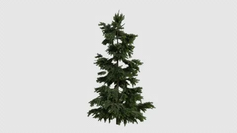 Cedrus libani var brevifolia Tree blowing in wind. Alpha Channel. Loop Animation Stock Footage 316205070