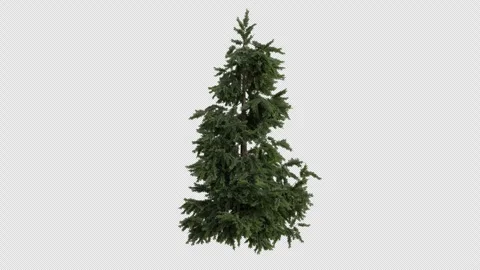 Cedrus Tree blowing in the wind. Cedar Tree. Alpha Channel. Loop Animation Stock Footage 276689081