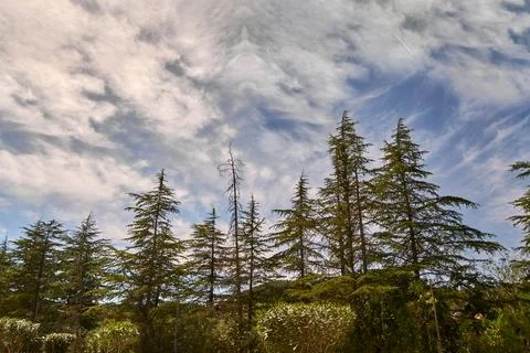 Cedrus tree with few leaves under a radiant blue sky Stock Photos