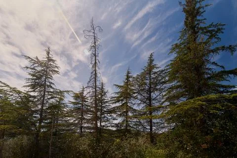 Cedrus tree with few leaves under a radiant blue sky Stock Photos