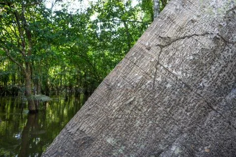 Ceiba pentandra tree trunk in the Amazon Rainforest 스톡 사진